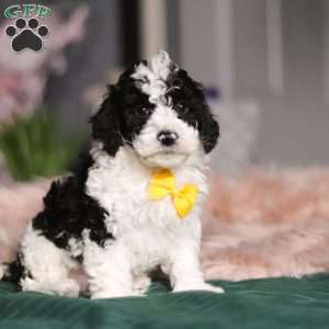 Carson, Miniature Poodle Puppy
